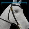 Night western bridle
