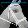 The Baroness' bridle