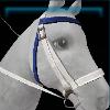 Night bridle