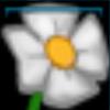 Meadow flower
