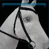 Jorvik Stables black western bridle
