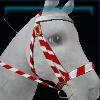 Winter bridle