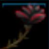 Black Jarla Rose