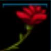 Red Jarla Rose