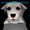 Bichon Havanese pup