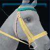 High Summer bridle