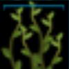 SeaWeed_Name