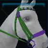 Birthday bridle