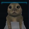 Seal pup