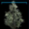 Fir branches