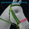 Fairy bridle