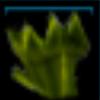 Swamp celery