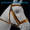 Orange explorer bridle