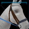 Brown equestrian bridle