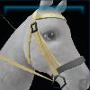 Yellow beach bridle