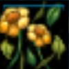 Plants for pressing