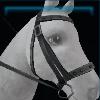 Black riding instructor bridle