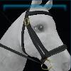 Night halter