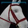 Victory halter