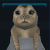Seal pup