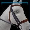 Black adventure bridle