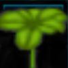 Five-leaf clover