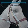 Red Spring bridle