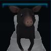 Cool pig