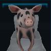 Angry pig