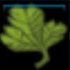 Lettuce leaves