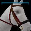 Stylish equestrian bridle