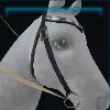 Moorland western bridle