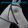 Black riding instructor's western bridle