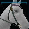Green Street Wear western bridle