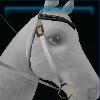 Stylish Summer nights bridle