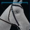 Elegant equestrian western bridle