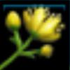 Jorvik Root