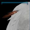 Tail feather decoration