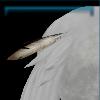 Tail feather decoration