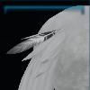 Tail feather decoration