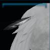 Tail feather decoration