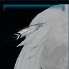 Tail feather decoration
