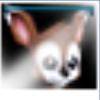 Picture of a squirrel