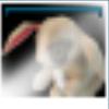 Picture of a rabbit