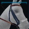 Winter night bridle