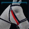 Canter Ella's bridle