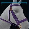 Canter Ella's bridle