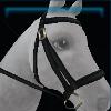 Purple twilight bridle