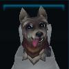 Tough terrier