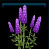 QC2217_Flower04_Name